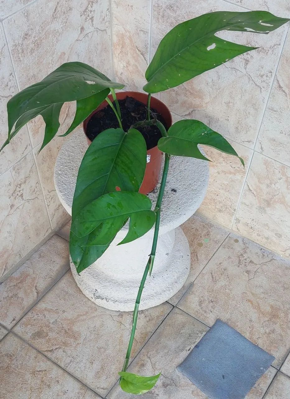Vendo 