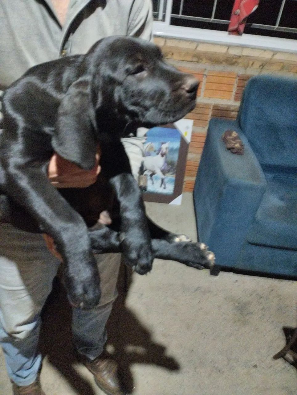 fila brasileiro puro - Foto 2