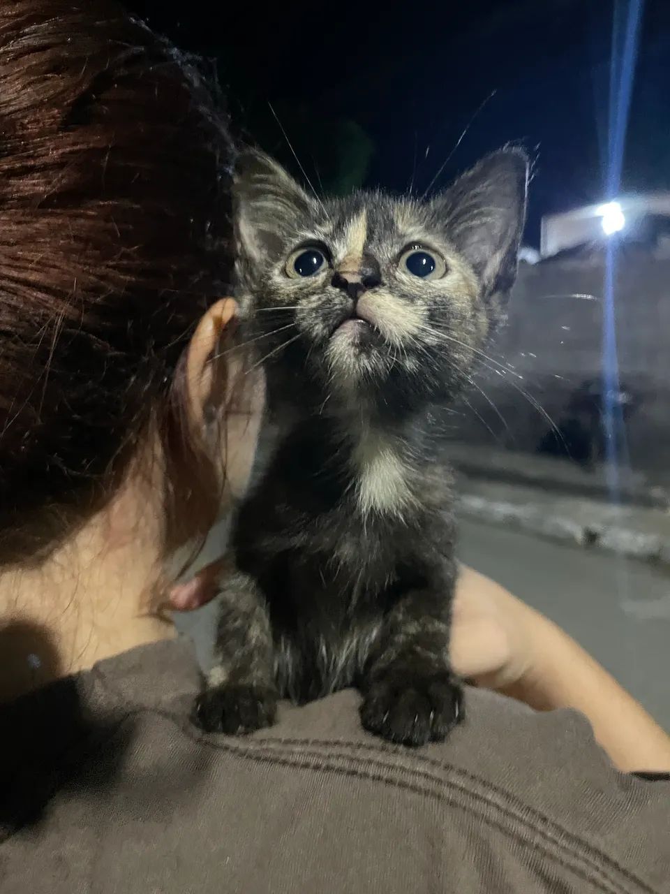 Filhotes de gato 