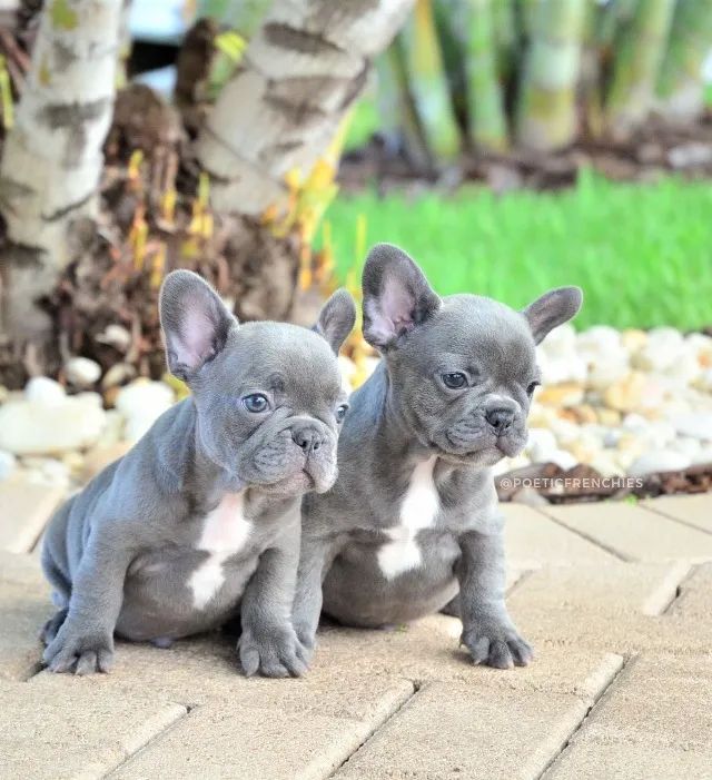 Bulldog Francês Filhote Exótico e Lindos 