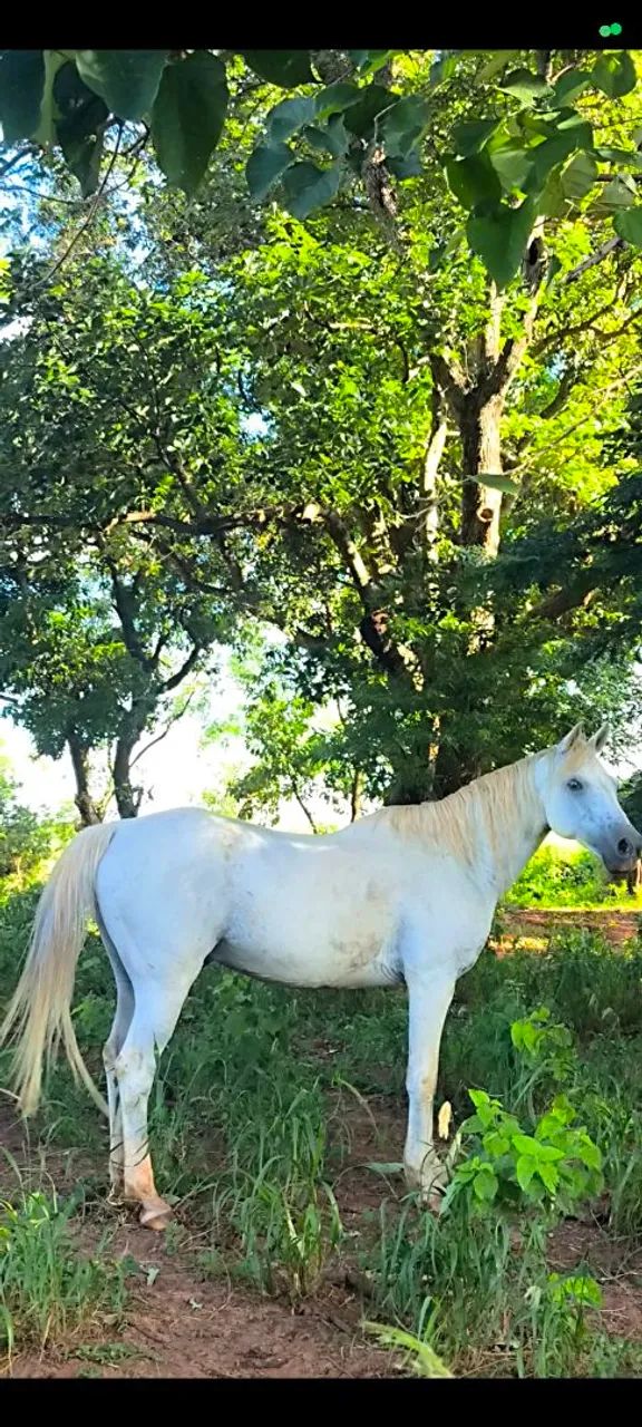 Cavalo árabe 