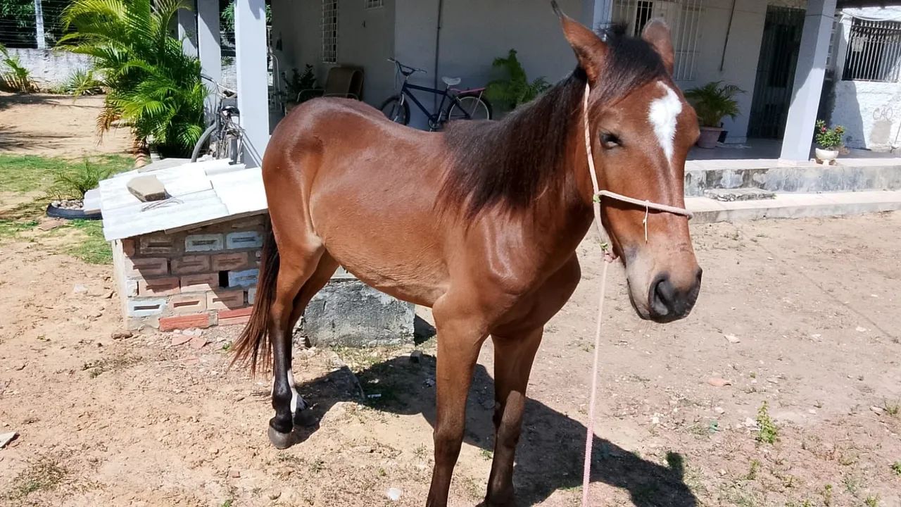 Égua 1ano e 8 meses pra vender  não aceito trocas só pra vender mesmo  - Foto 4