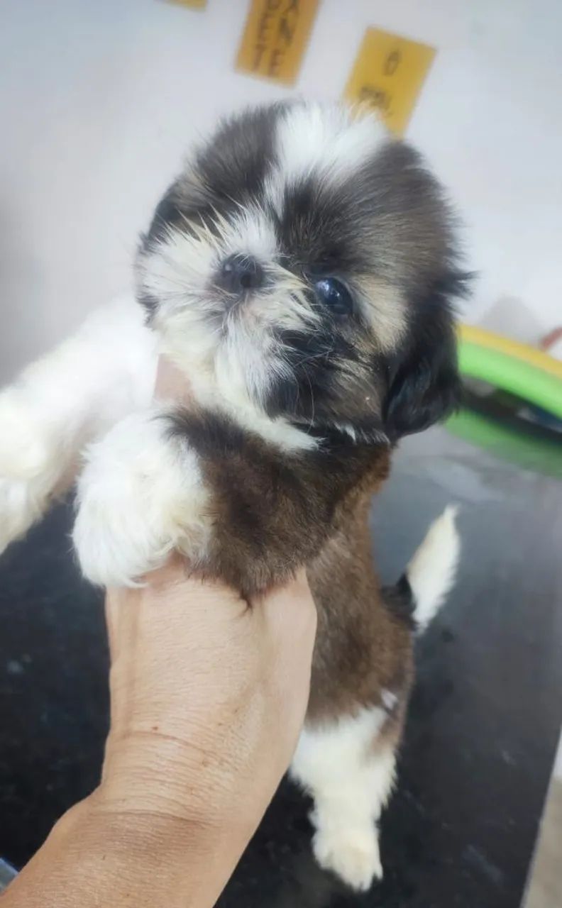 Shitzu macho micro disponível ? - Foto 3