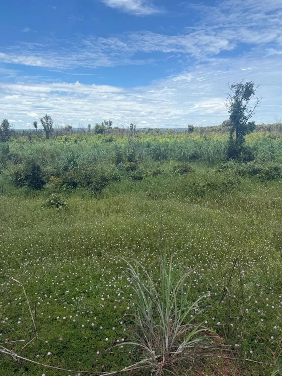 Chácara 02 alqueires, ou seja 10 hectares Projeto Prata - Foto 5