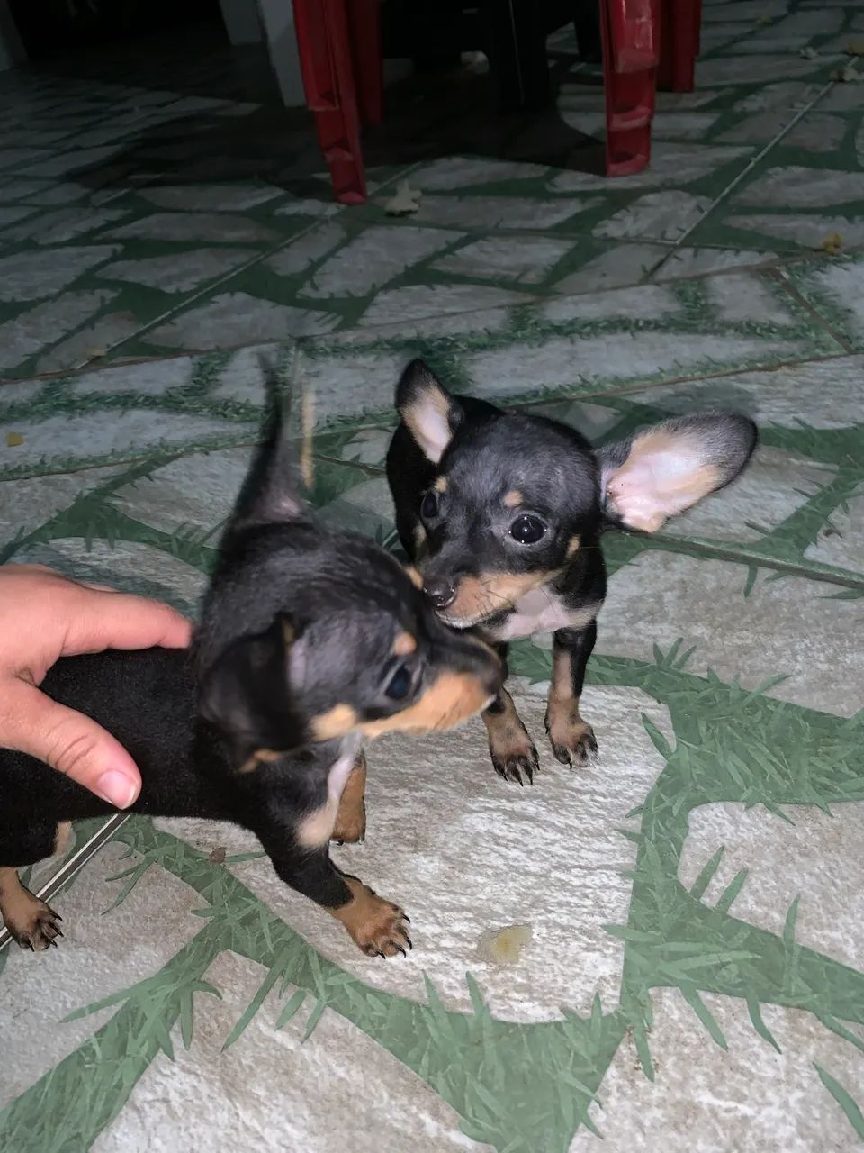 Vende-se Pinscher nº 1! - Foto 3