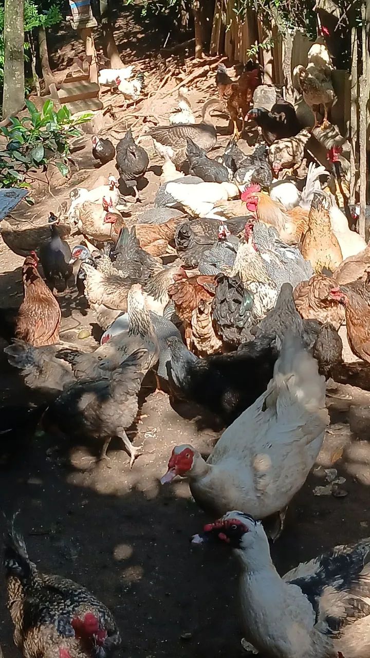 Vendo  galos e  galinhas  a partir de 65 reais  - Foto 2