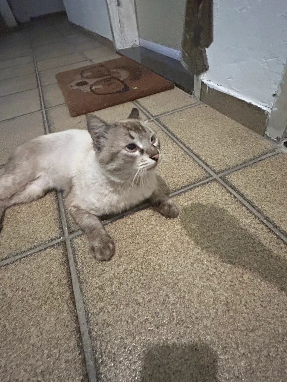 Gatinho macho para adoção  - Foto 3