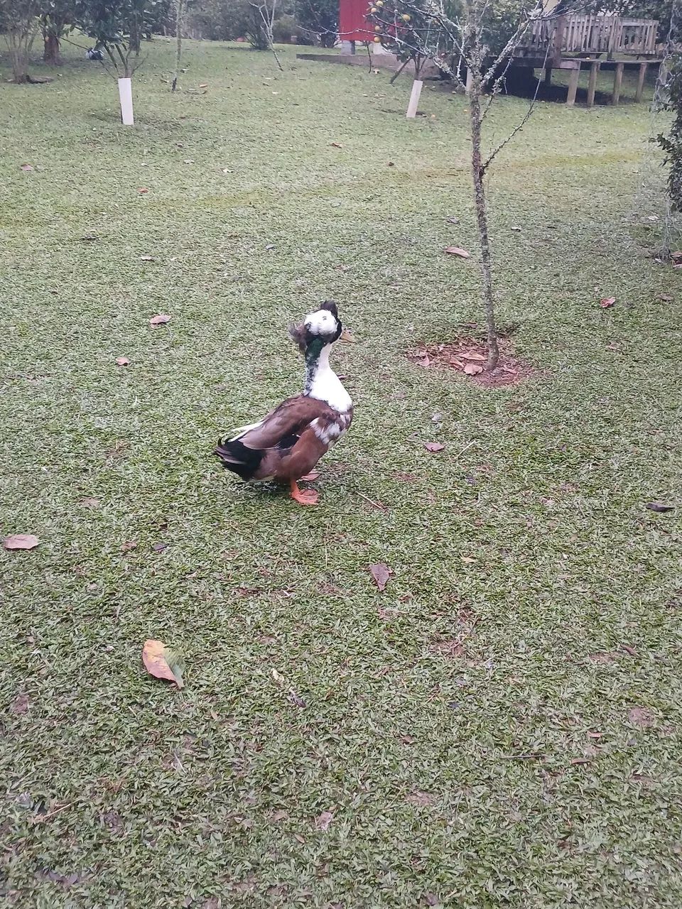 Ovos de marreco rouem misto com pompom e sem pompom  - Foto 2