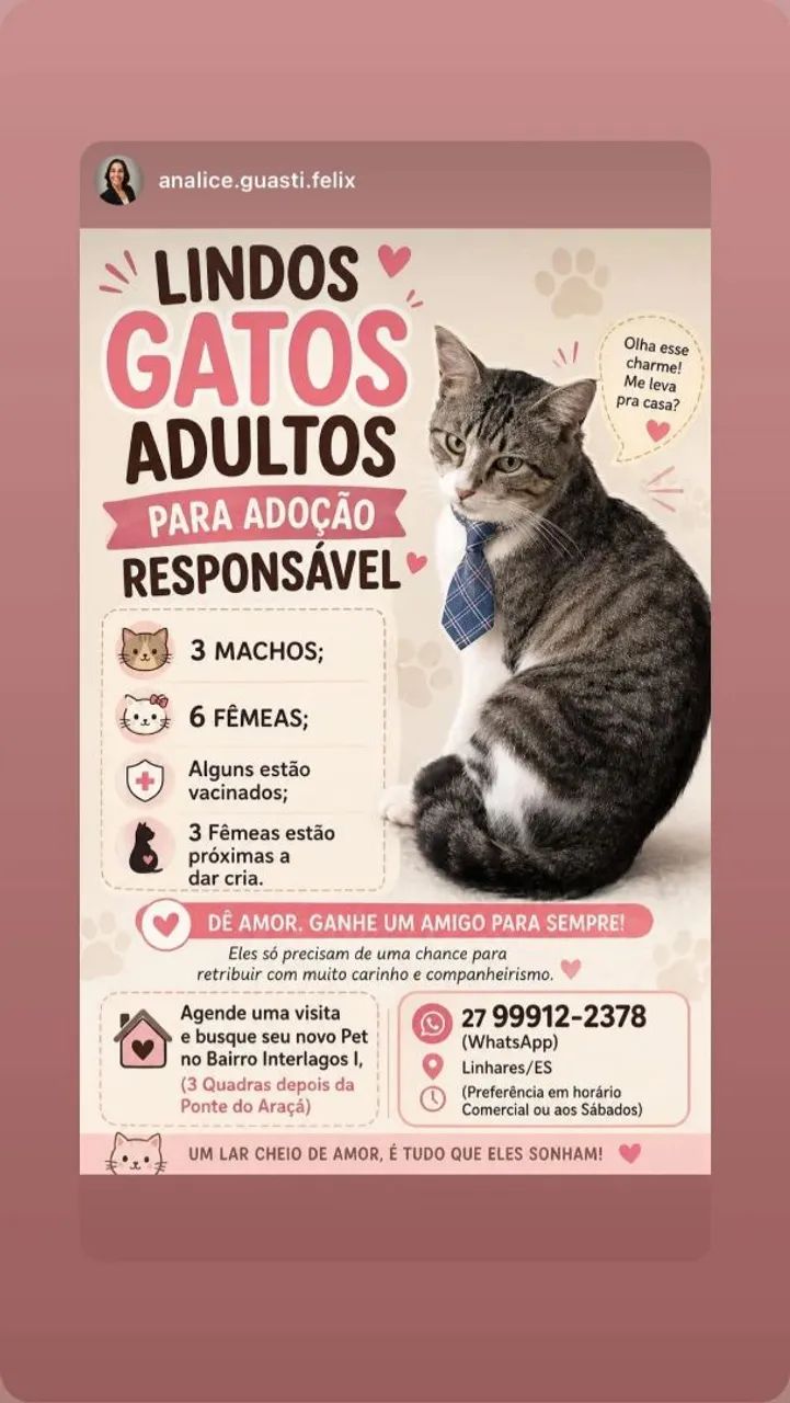 DOAÇÃO GATINHAS E GATINHOS - Foto 2