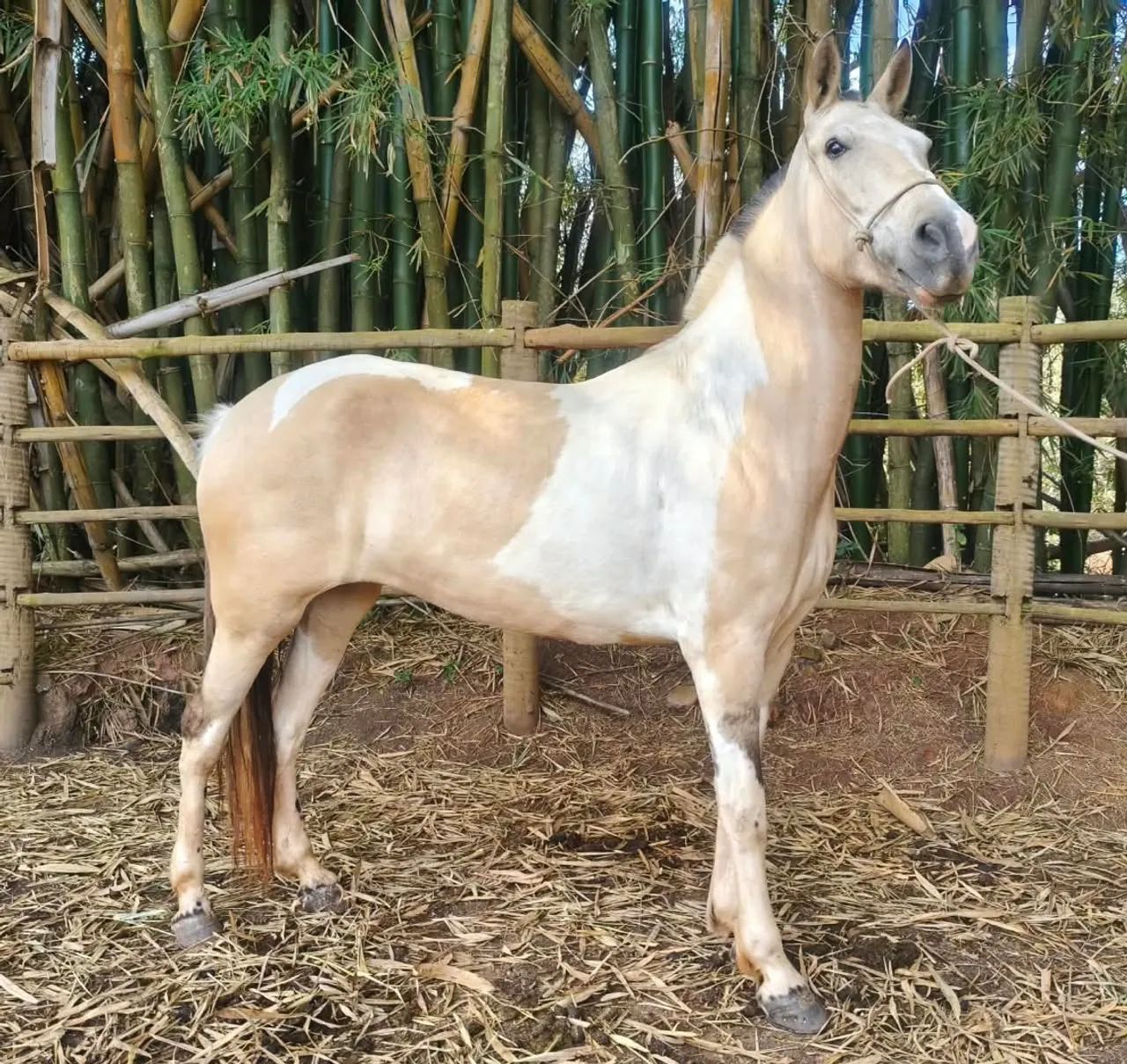 Égua mangalarga - Foto 4