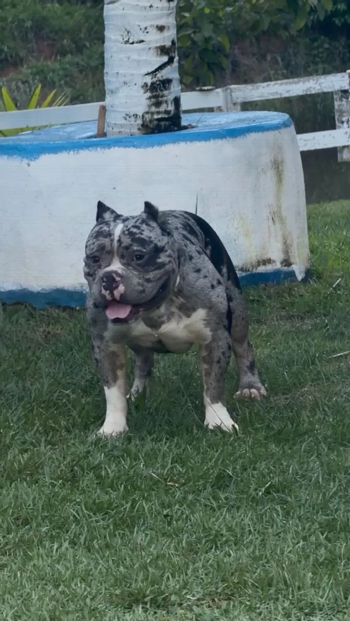 AMERICAN BULLY  - Foto 2