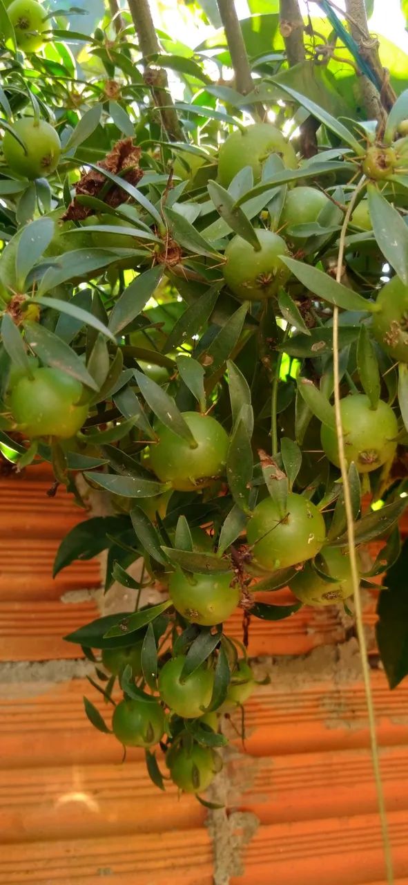 Frutos de Ora-pro-nóbis - Foto 3