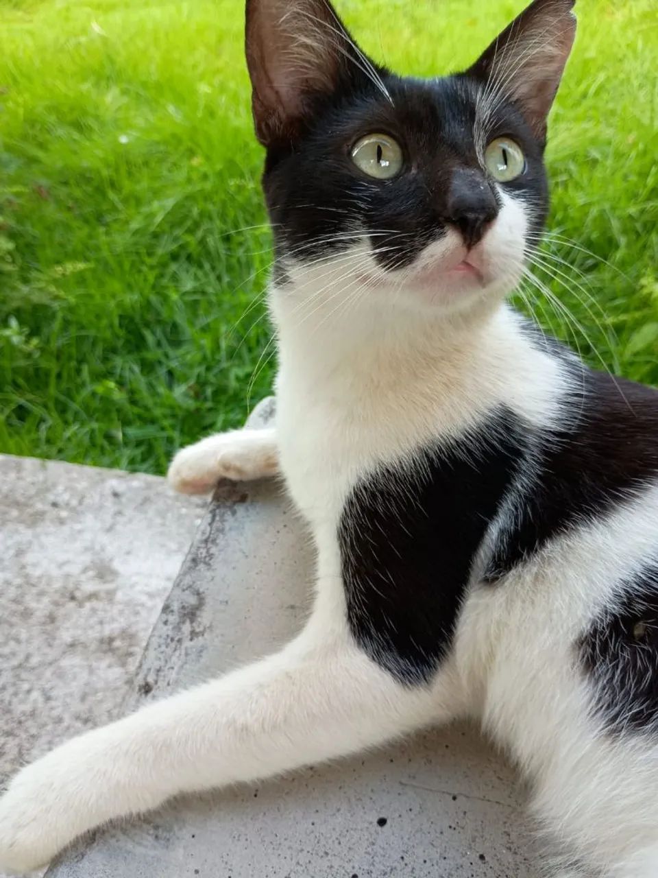 Adoção  - Foto 2