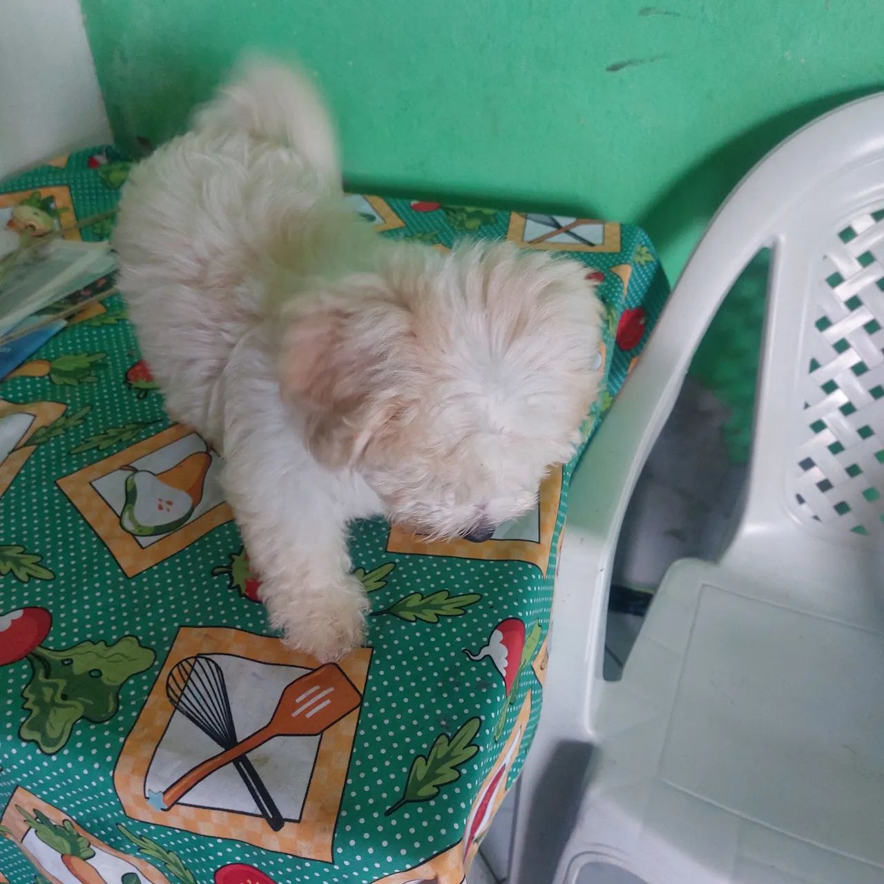 cachoro