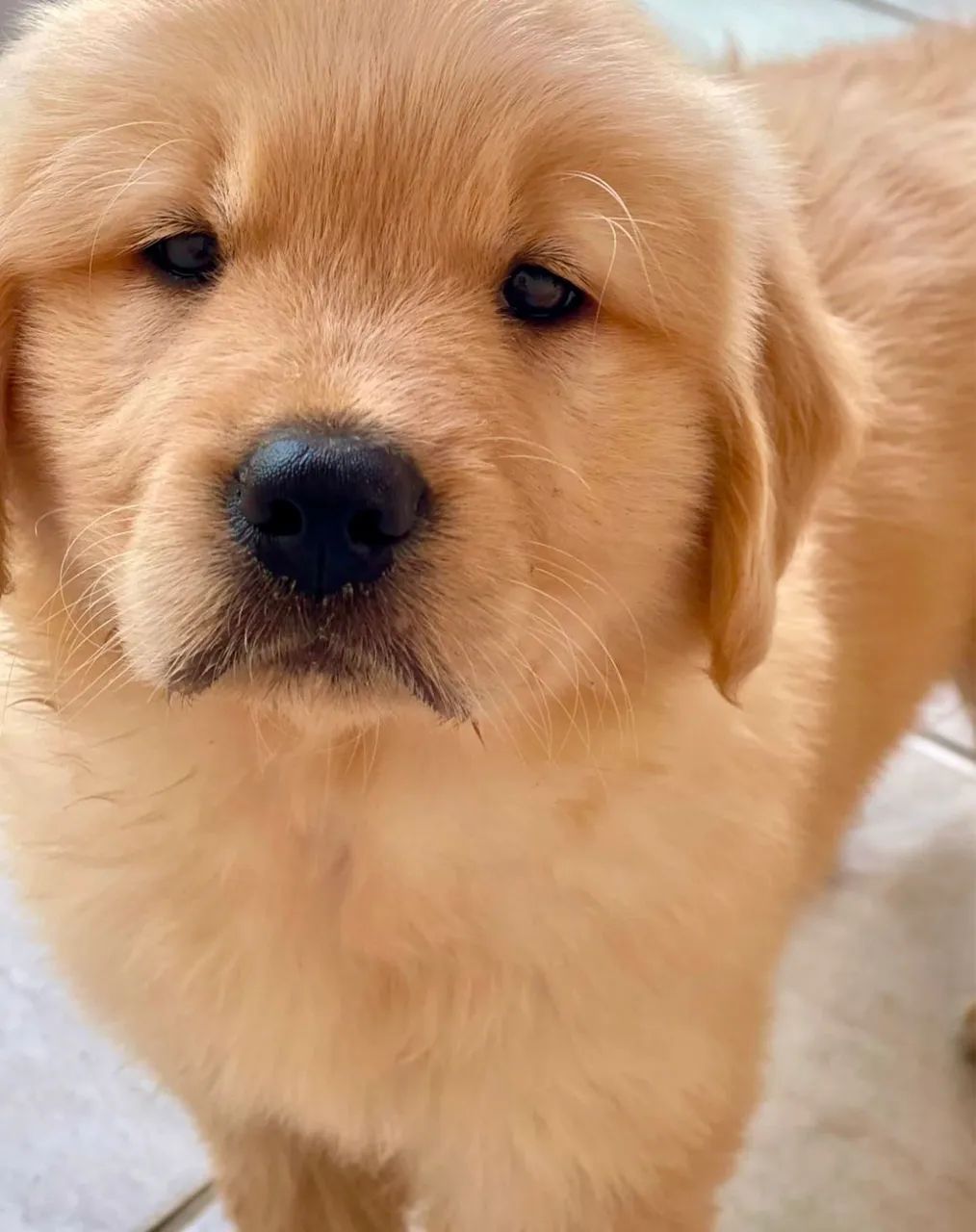 Filhote Golden Retrieve - Foto 4
