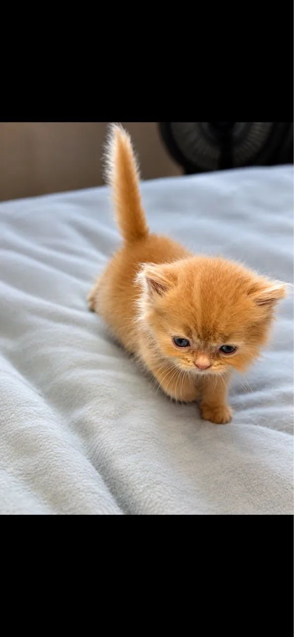 Gato persa  - Foto 3