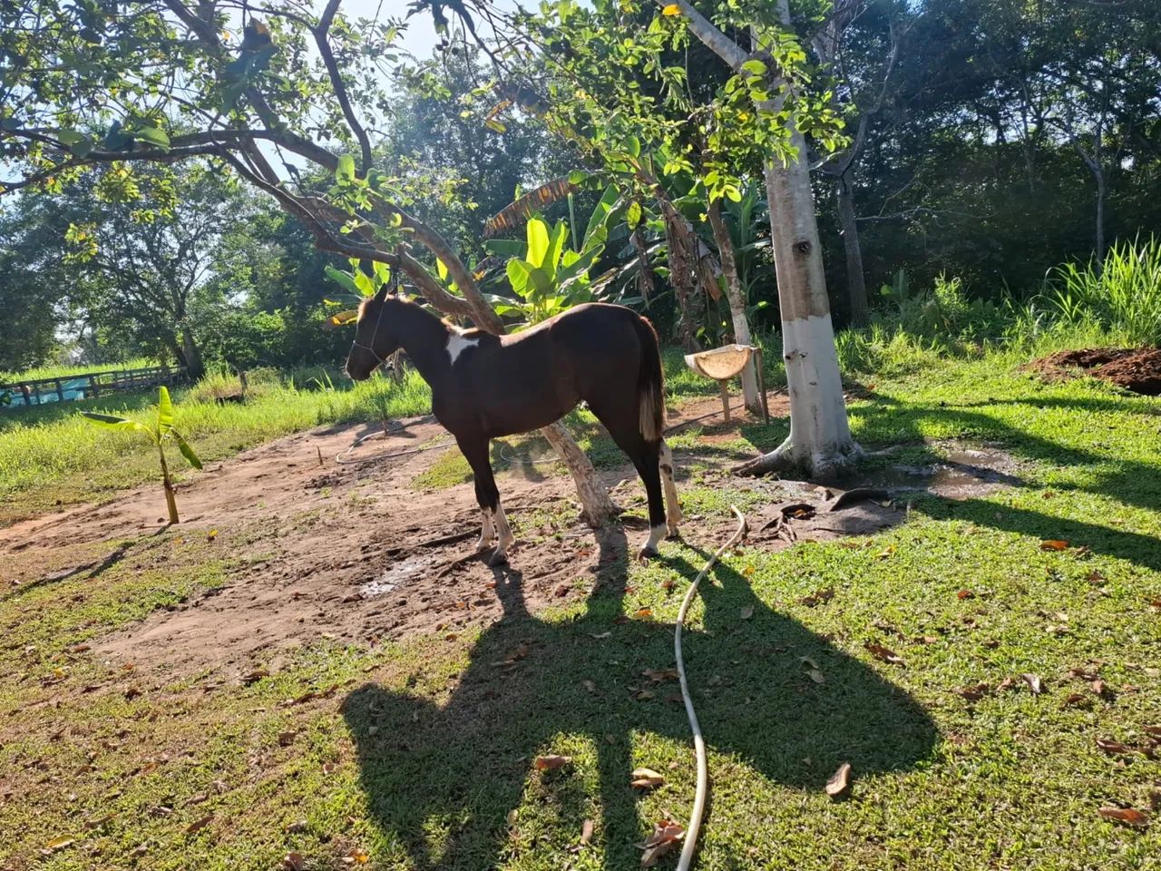 verdo égua  - Foto 2