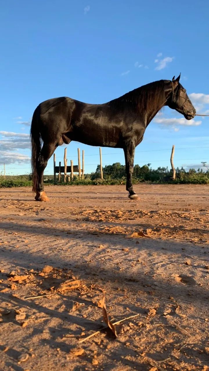 CAVALO MANGA LARGA MINEIRO (MARCHA PICADA) - Foto 4