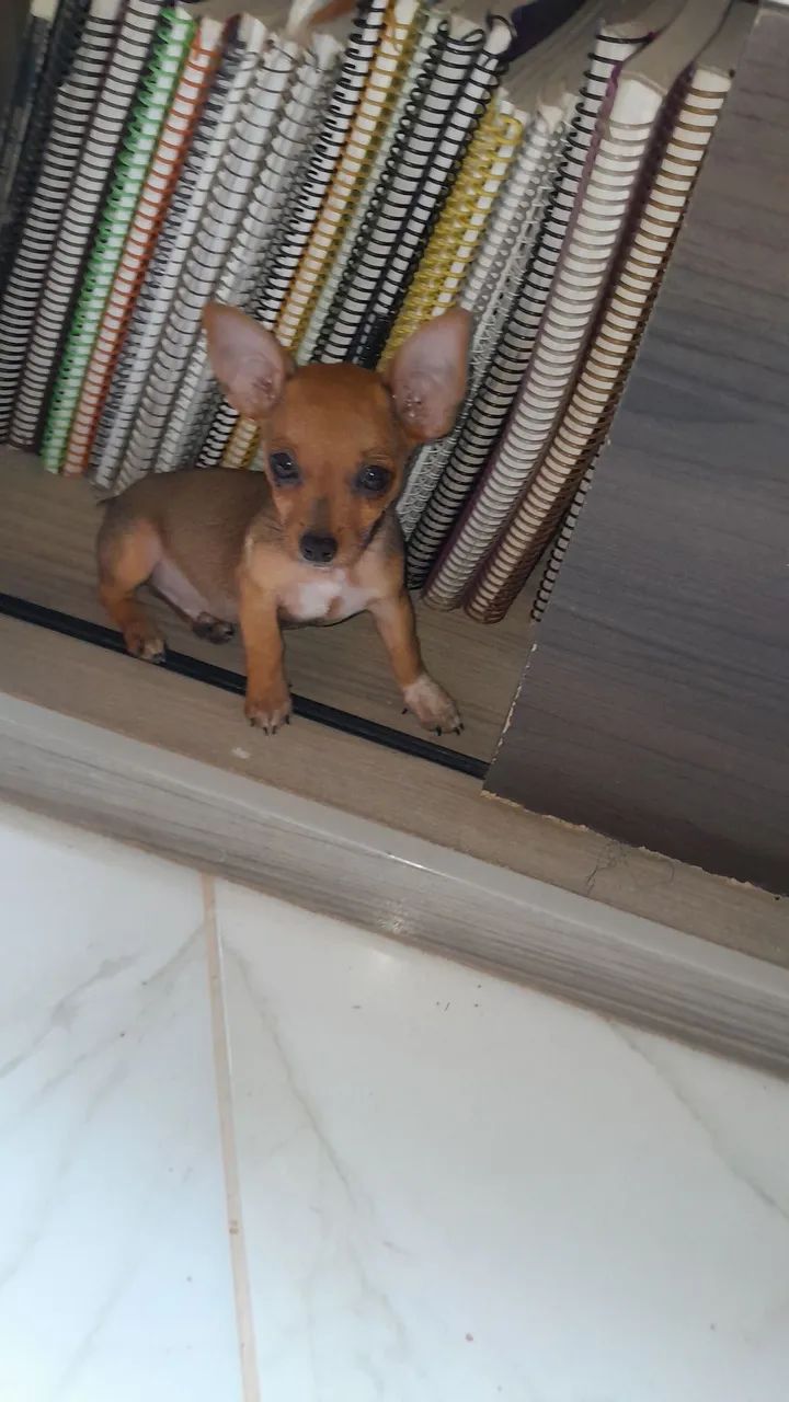 Pinscher zero  - Foto 2