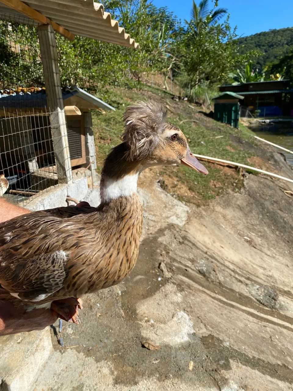 Ovos Férteis - Marreco Pompom - Foto 3
