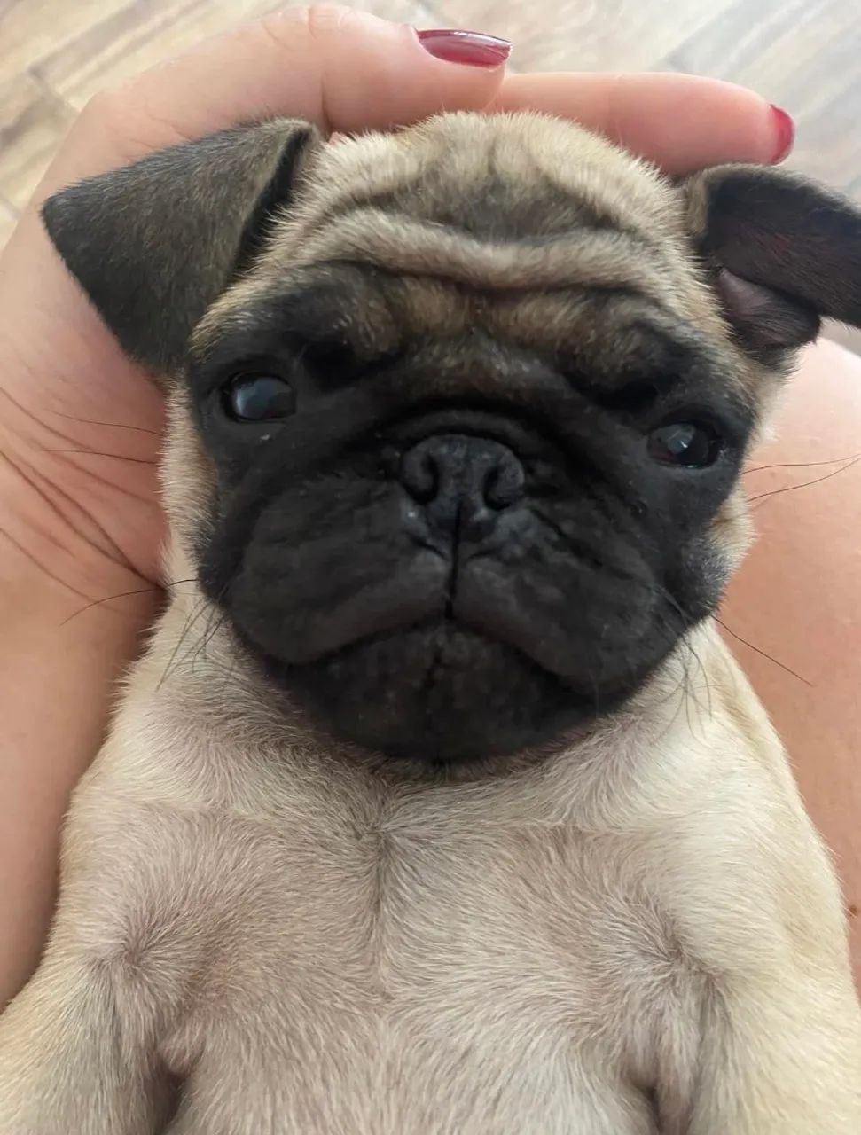 Pug - Foto 2