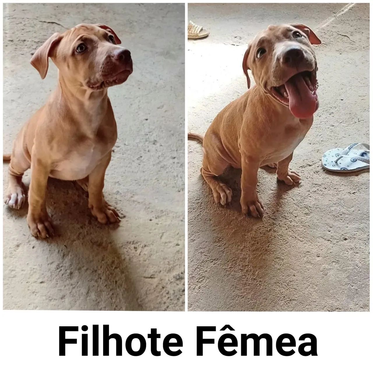 Cachorro pit bull - Foto 3