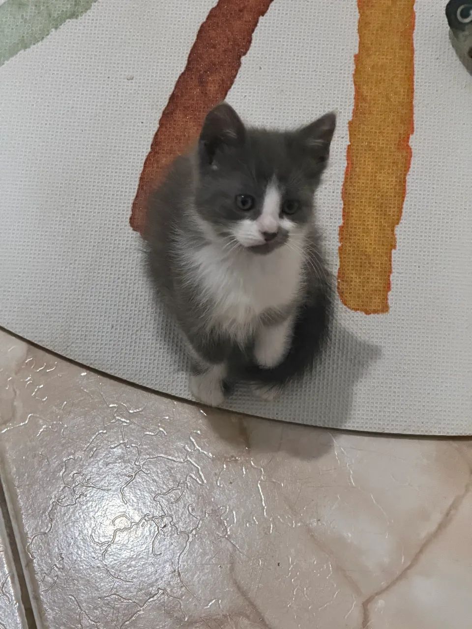Doa-se Filhote de Gato Fêmea: - Foto 3