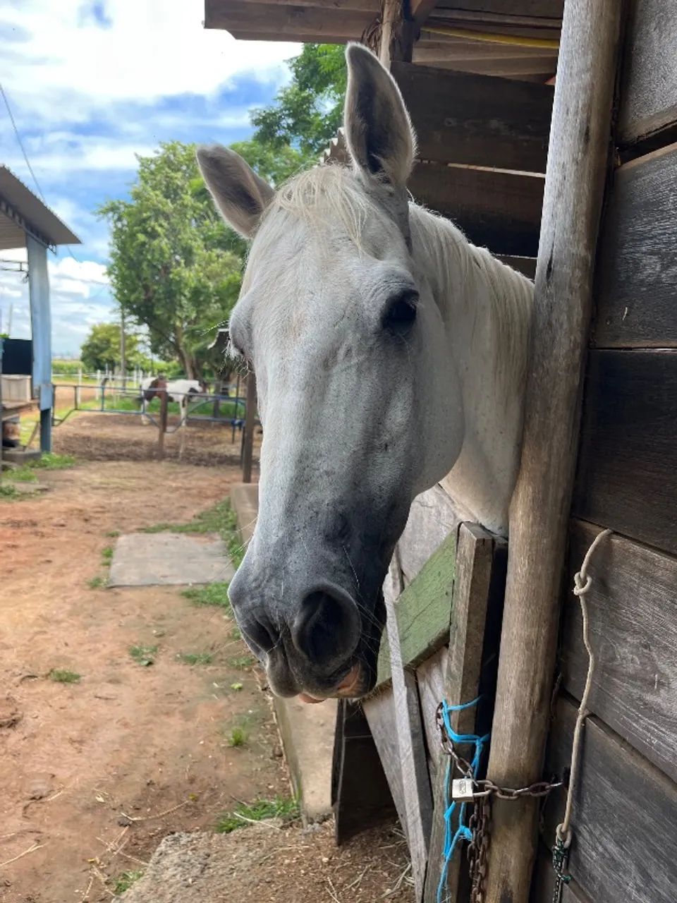 Cavalo Três Tambores  