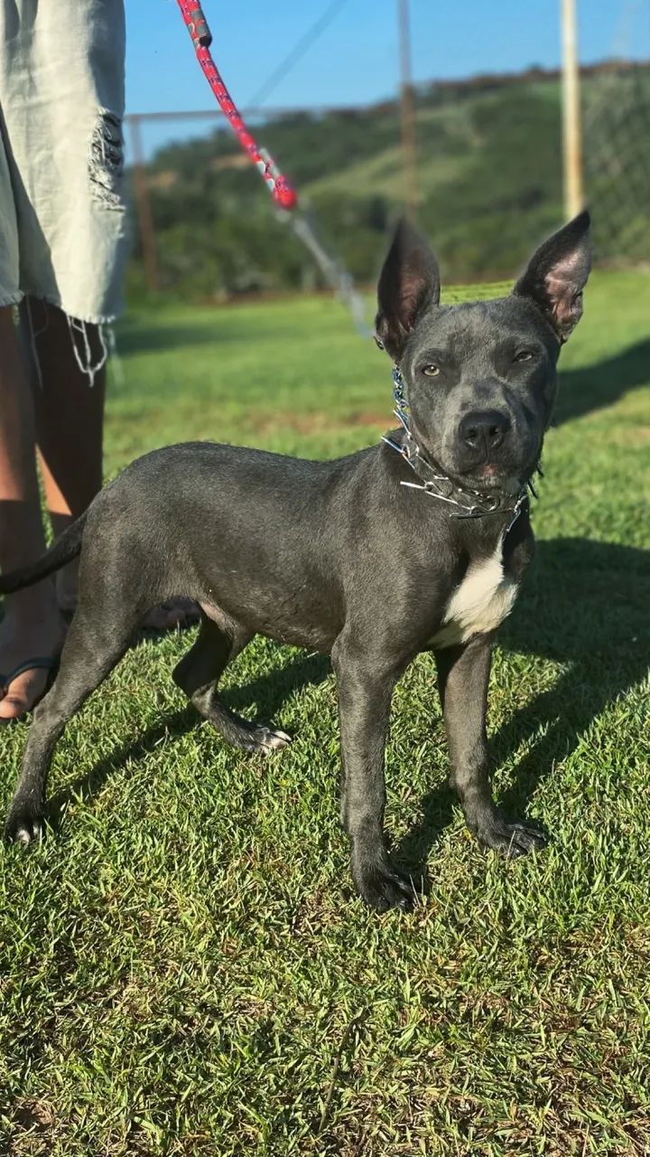 Pitbull