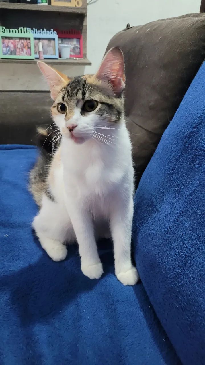 Gata para ADOÇÃO - Castrada  - Foto 3