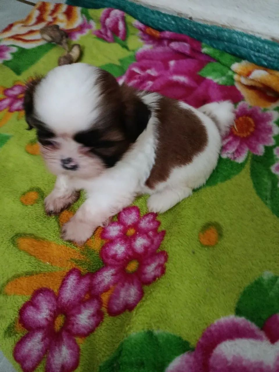 Cachorra Shitzu  - Foto 3