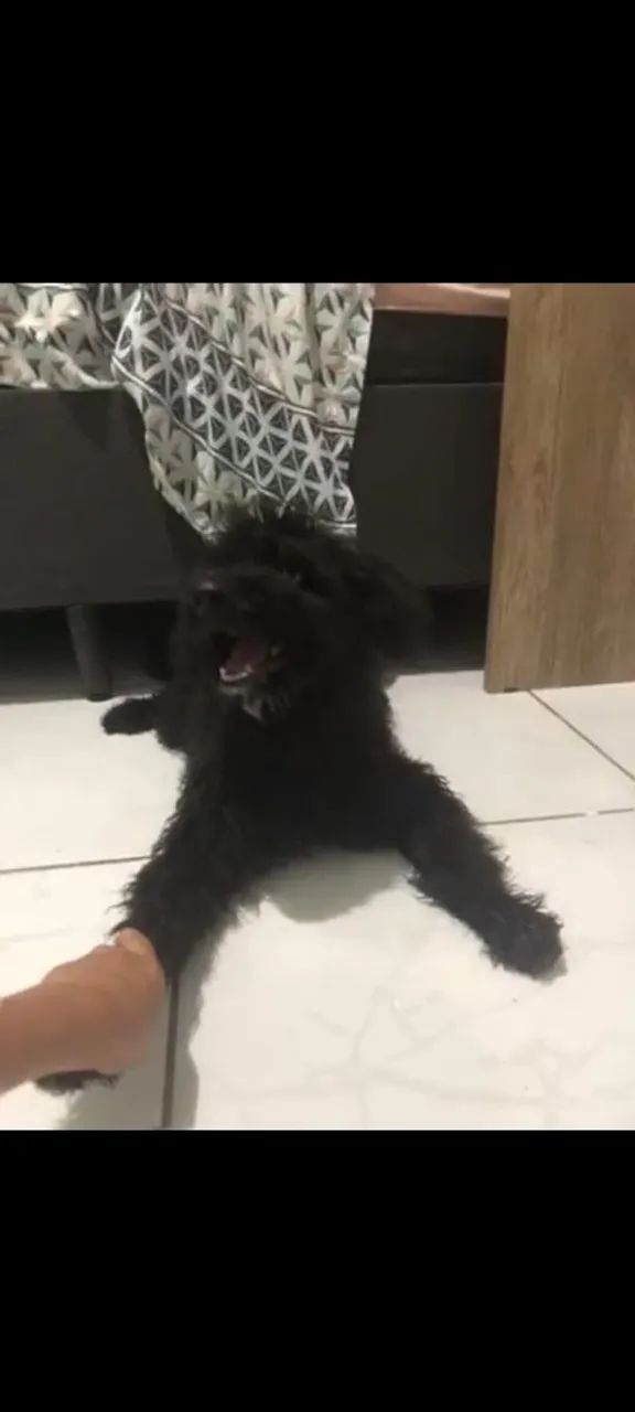 Vendo filhotes de poodle 2 - Foto 5