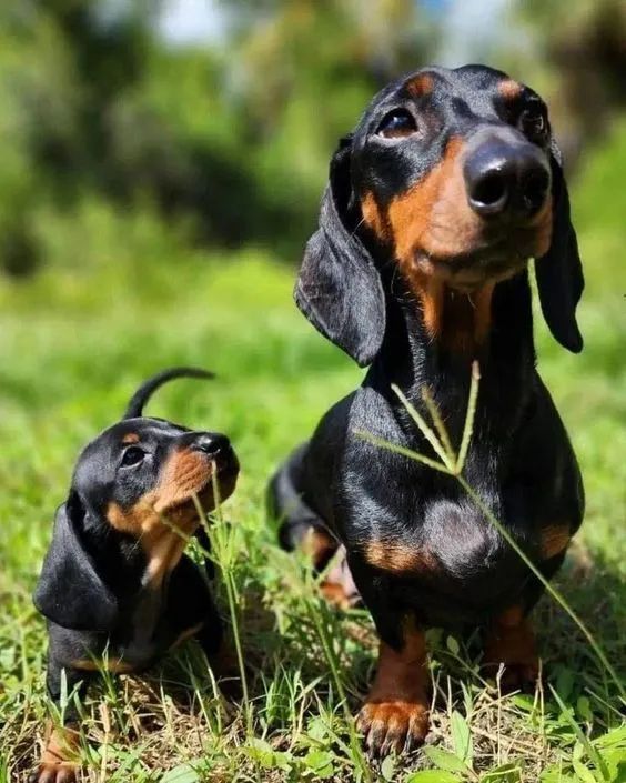 Basset Teckel