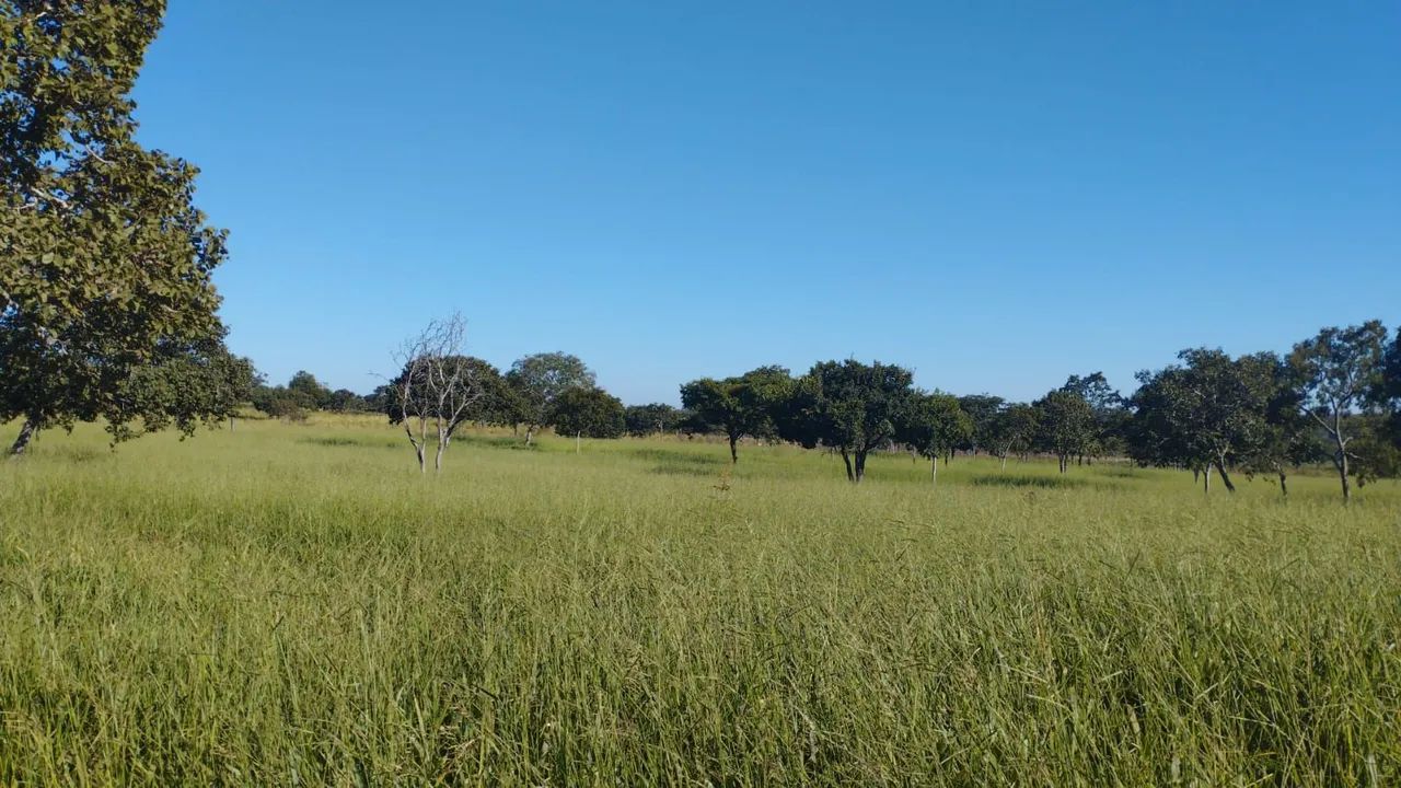 Fazenda 339 Hectares/2 Rios,Toda cercada... - Foto 11