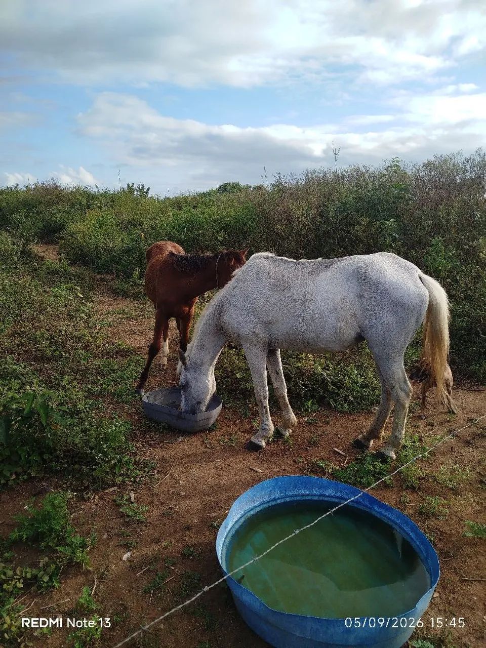 Égua piquira - Foto 3