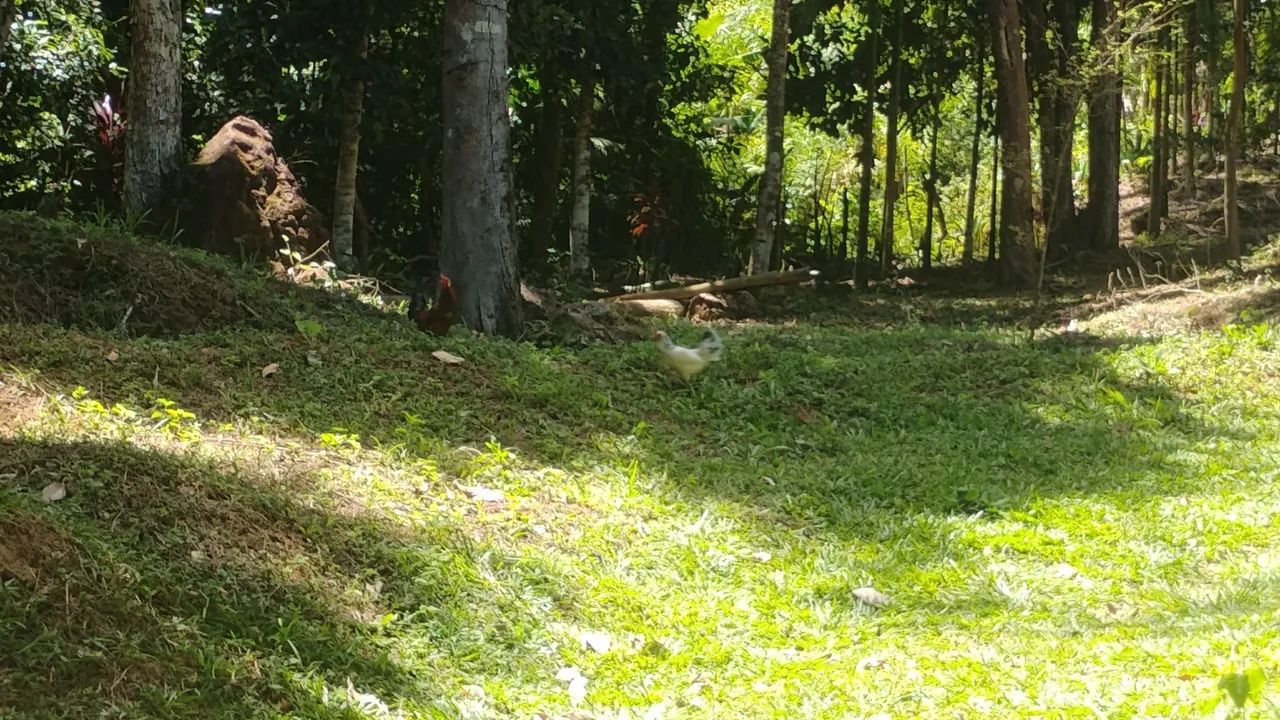 Garnisé: Galinhas e Galos  - Foto 3