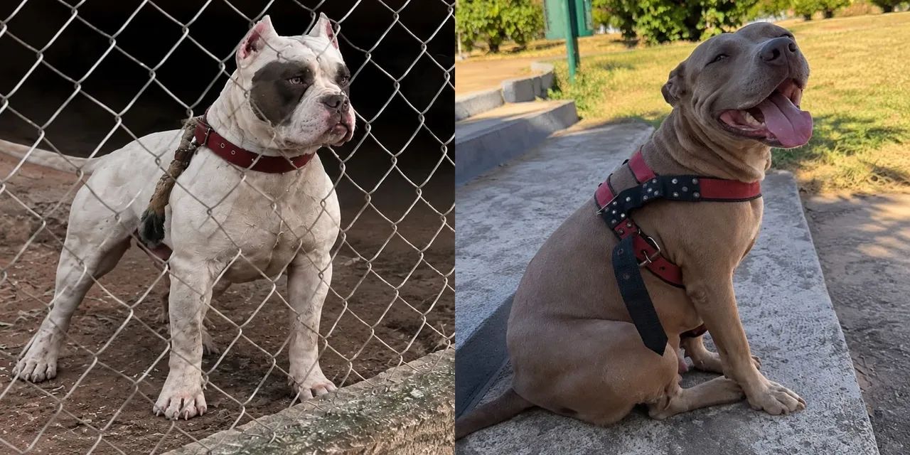 América bully / Pedigree é documentação  - Foto 3
