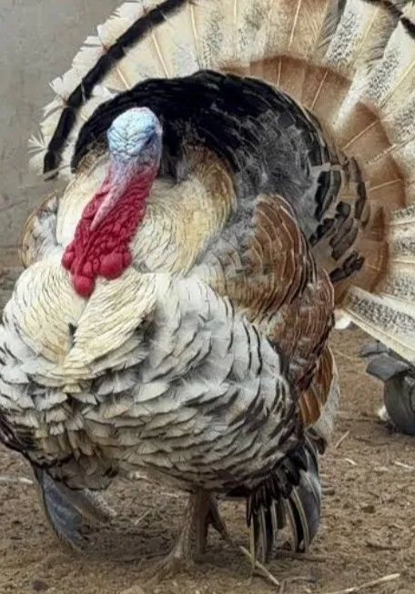 Peru macho Royal 