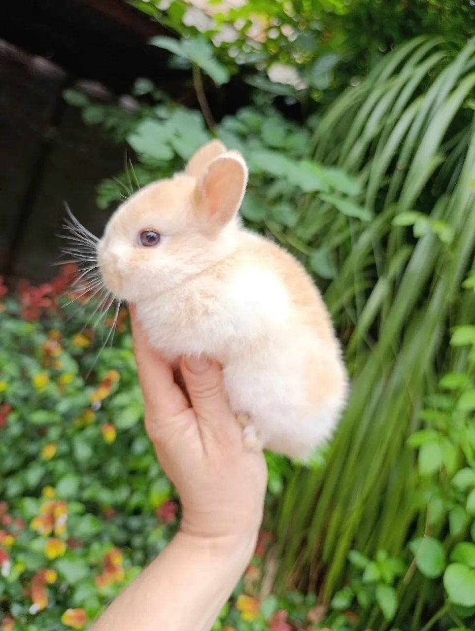 Mini Coelhos  - Foto 3