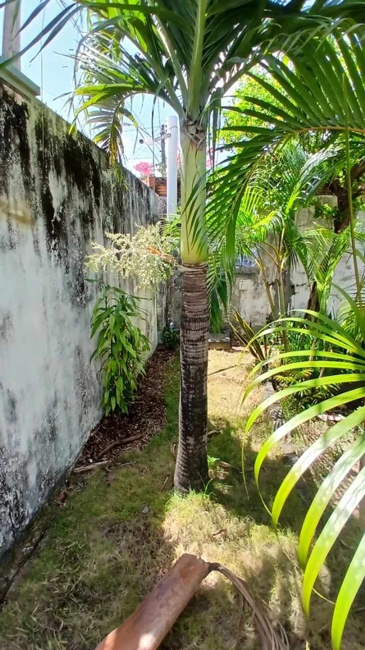 Palmeira real
