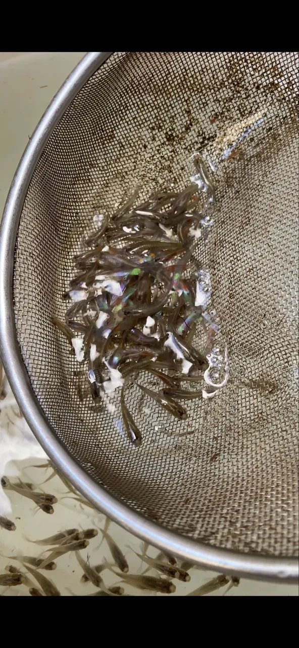 Guppies adultos e filhotes à venda - Foto 5
