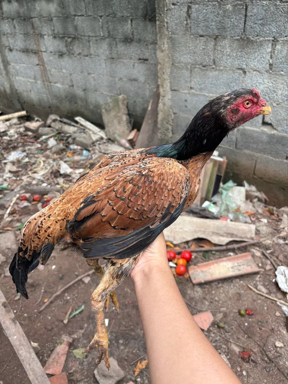 Galo e galinha  - Foto 2