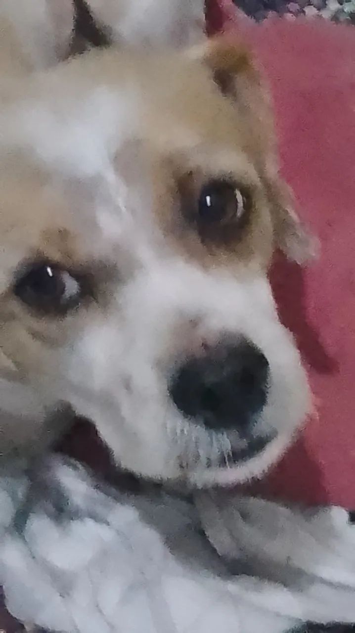 Adote Duque