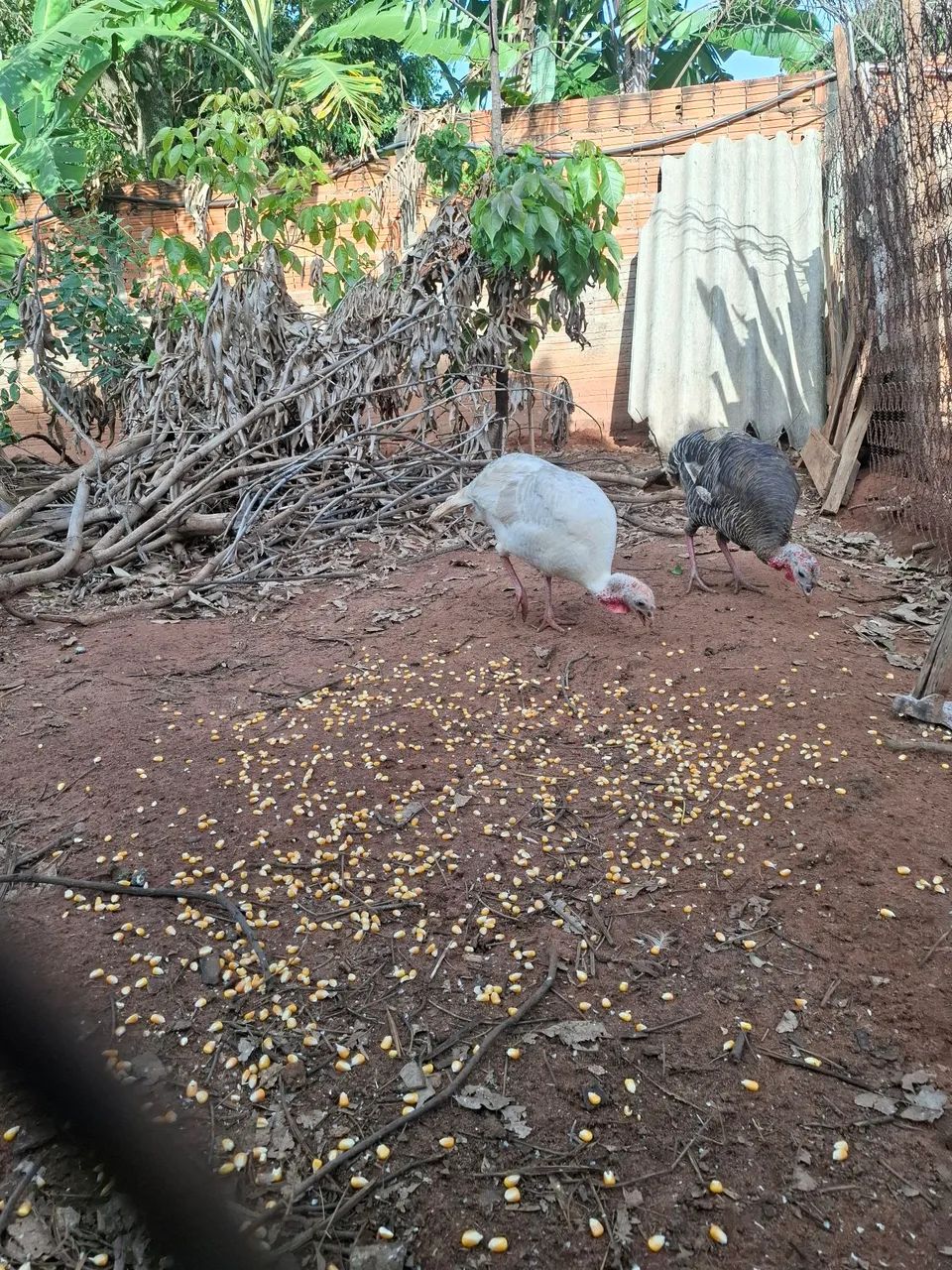 Peruas  - Foto 3