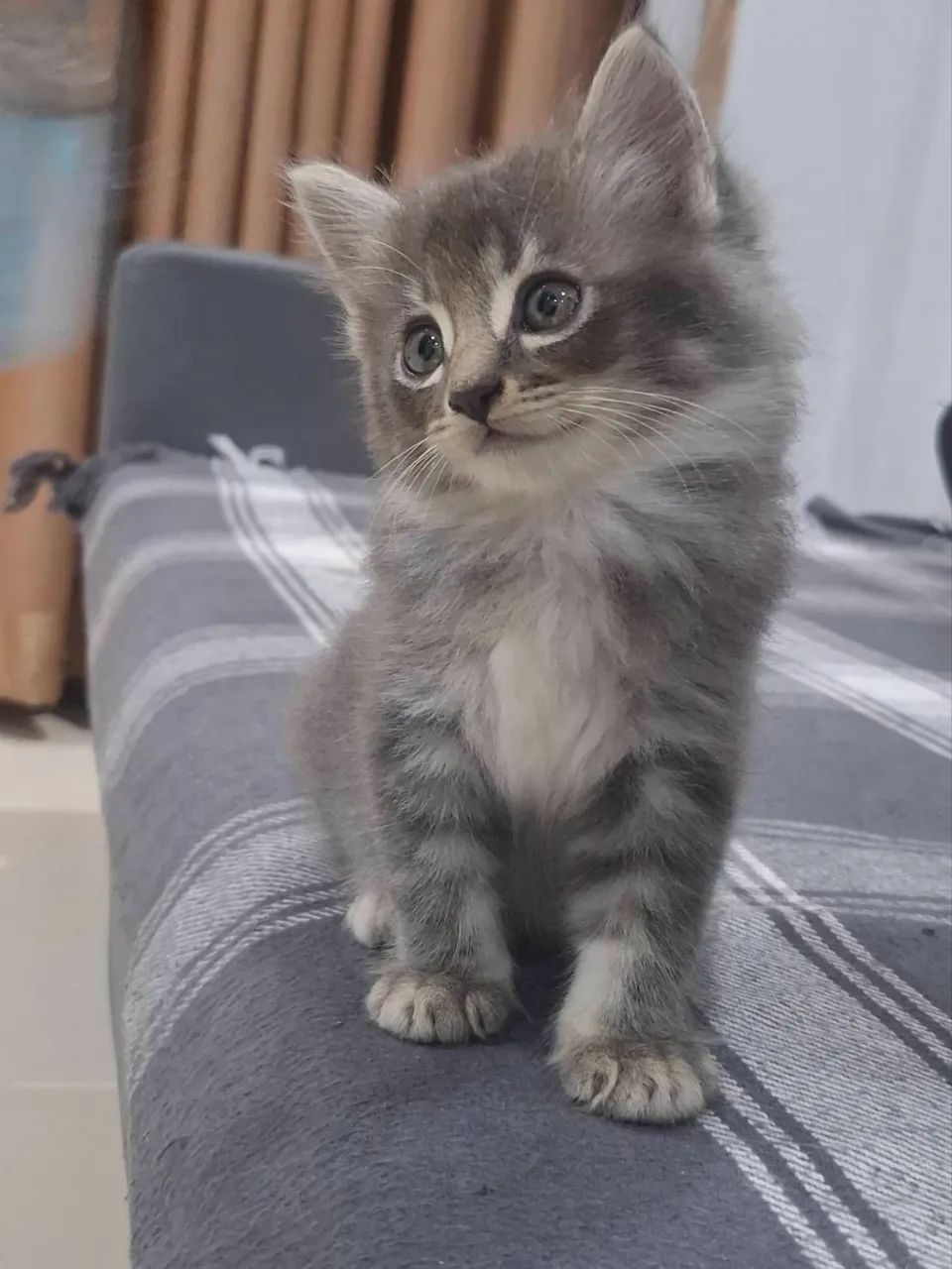 Angora kitten females and males