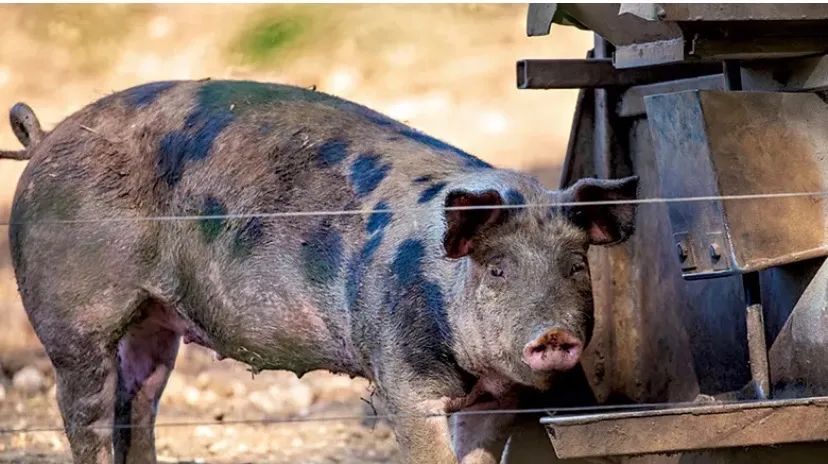 Doação de porco urgente 