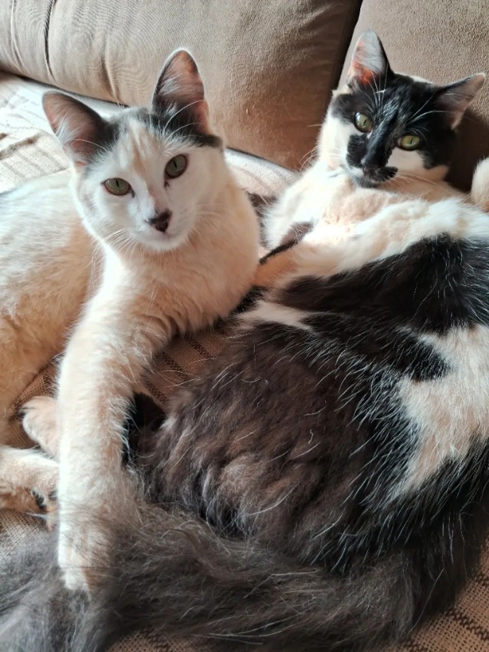 Doação de 4 gatos