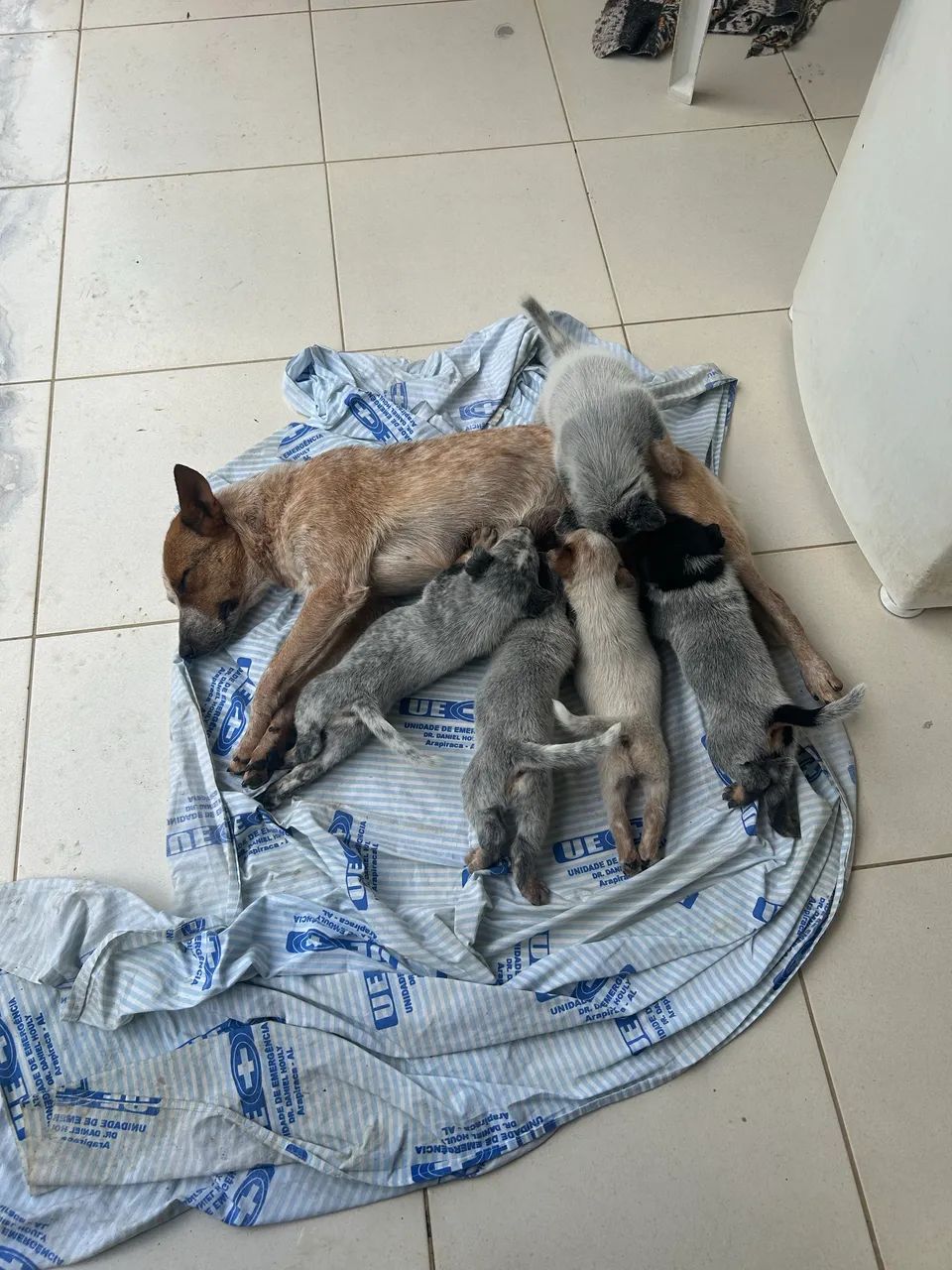 Filhotes de blue heeler 