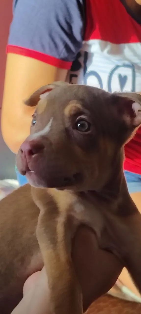 Filhotes de American Bully  - Foto 2