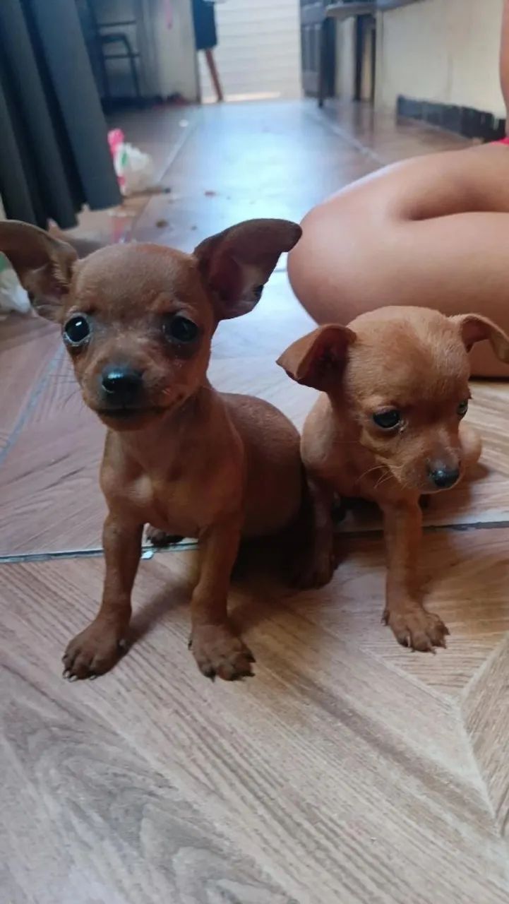 Filhote de pinscher
